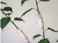 美国棉花行业推出信任守则——推动可持续发展