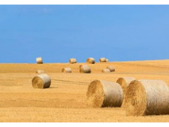Dai Hongqi: Grass pulp can also alleviate the shortage of papermaking raw materials